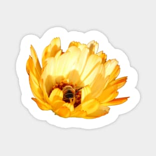 Bubble bee in yellow flower Magnet