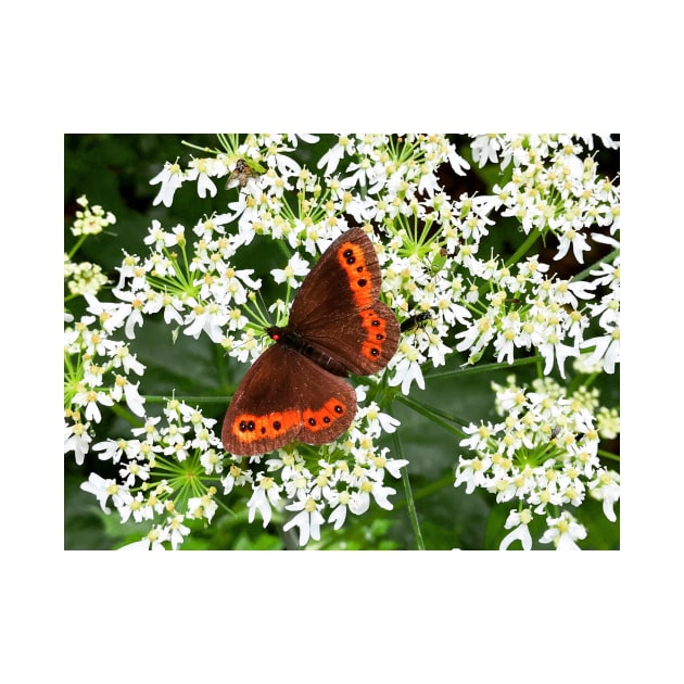 Orange Butterfly on white Lace Flowers by ephotocard