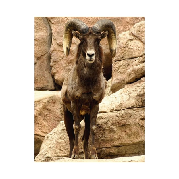 Big Horn Sheep by Scubagirlamy