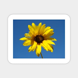 Sunflower Magnet