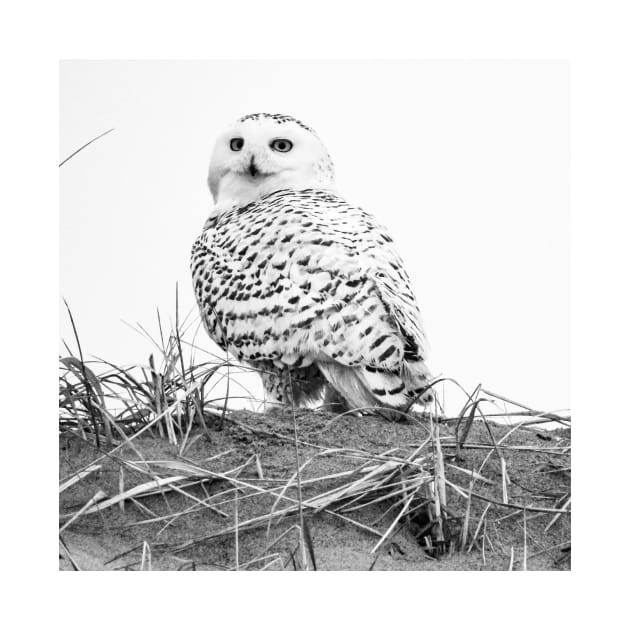 Dune Owl by PhoToddGraphy