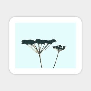 Cow Parsley Magnet