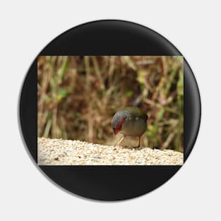 Red-browed Finch at Norton Summit eating Pin