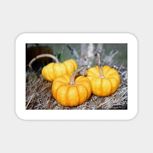 Three Mini Pumpkins Magnet