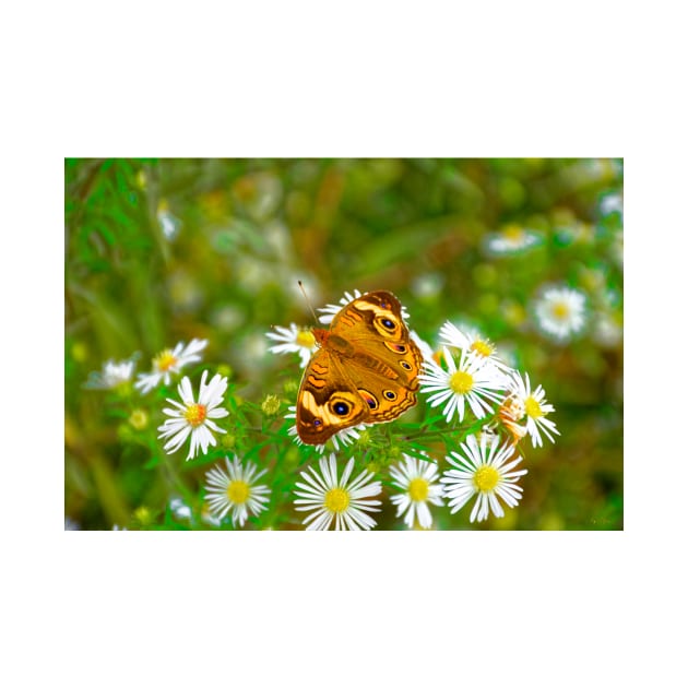 Moth Alighting on Flowers by BrianPShaw