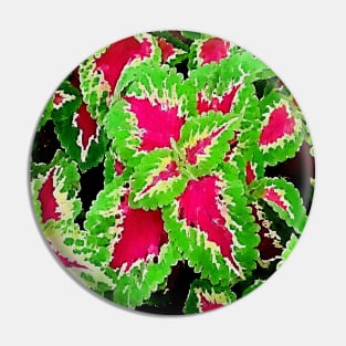 coleus leaves pattern Pin