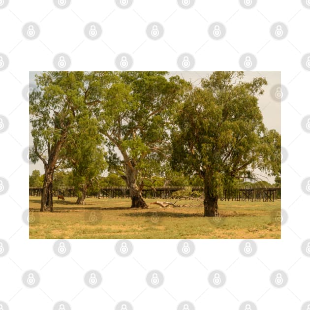 Murrumbidgee River Floodplain 01 by fotoWerner