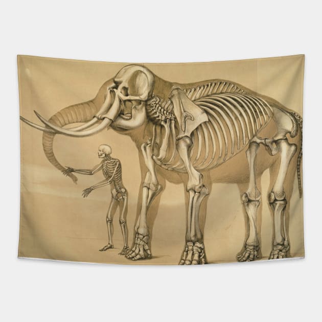 Vintage Elephant and Human Skeleton Illustration Tapestry by Bravuramedia