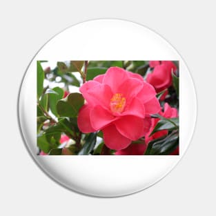 Pink Camellia Pin