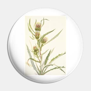 White thistle - Botanical Illustration Pin