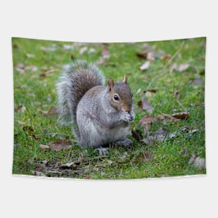 Wild Grey Squirrel Tapestry