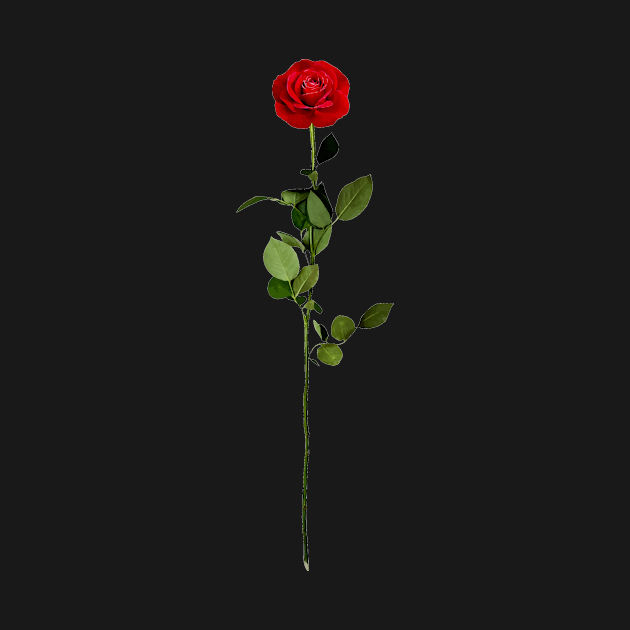 Aesthetic red rose by DressingDown