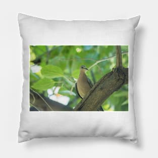 Spotted dove of hawaii Pillow