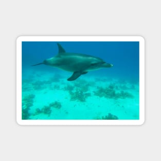 Dolphin Underwater Magnet