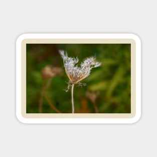 Withering Queen Annes Lace Magnet