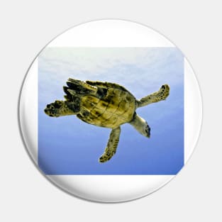 Caribbean Hawksbill Sea Turtle at Play Pin