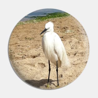 A Heron on the beach 1 Pin