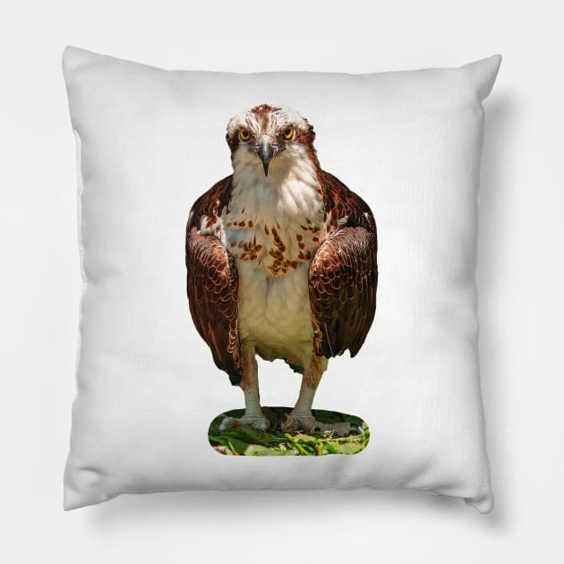 Osprey Pillow by dalyndigaital2@gmail.com