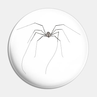 Opilion mower daddy-long-legs arachnid Pin