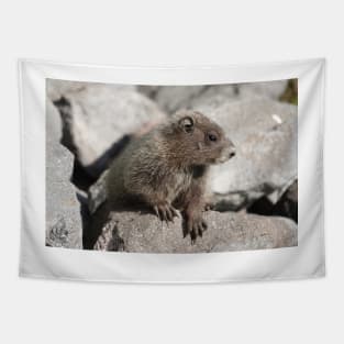 Baby marmot in Mount Rainier National Park Tapestry