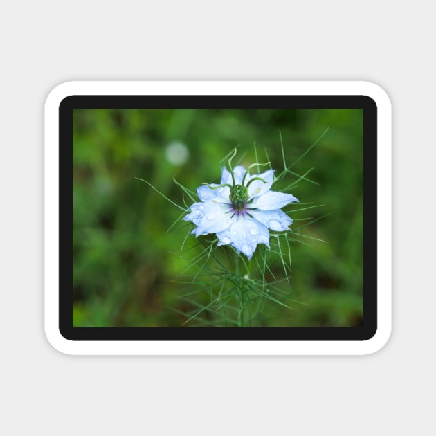 Love-in-a-Mist flower with dew drops Magnet by fantastic-designs