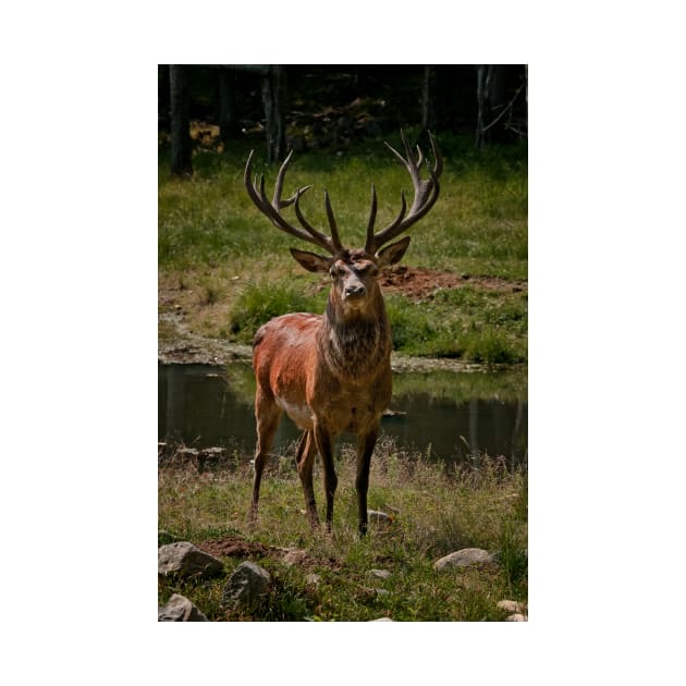 Red Deer Buck by jaydee1400