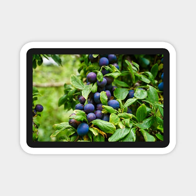 Plums On Tree Branch - Healthy Fruit Abstract Magnet by Harmony-Mind