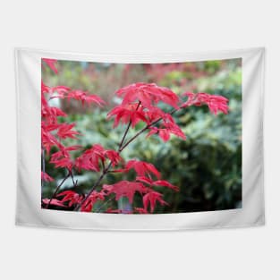 Red Japanese Maple Leaves Tapestry