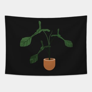 Philodendron Joepii rare plant Tapestry