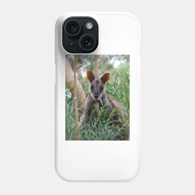 Brush-tailed Rock Wallaby Phone Case by kirstybush