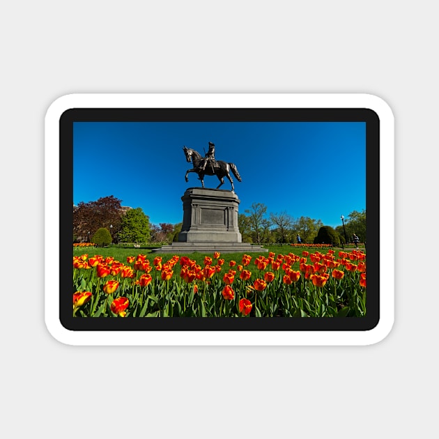 Boston Public Garden Tulips Boston MA Magnet by WayneOxfordPh