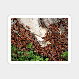 A bugs' feast Magnet