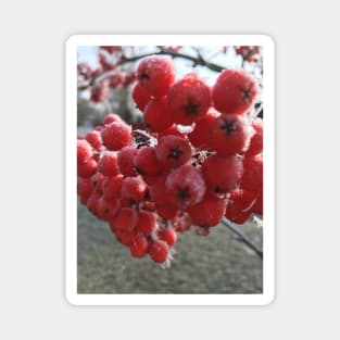 Mountain Ash Berries a Cold  and Frosty November Morning Magnet