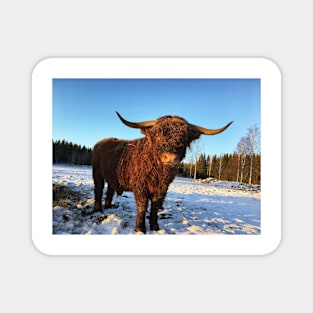 Scottish Highland Cattle Bull 2262 Magnet