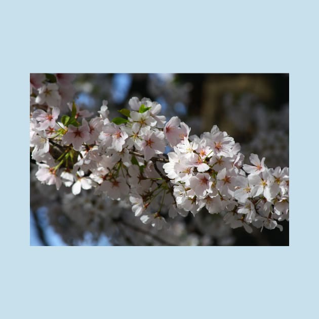 Cherry Blossoms by Rob Johnson Photography