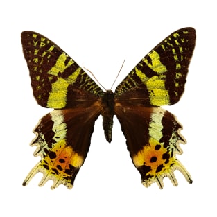 Beautiful Madagascan sunset moth T-Shirt