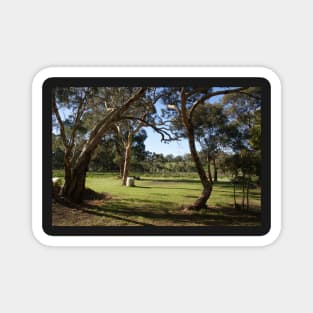 Gum Trees and Vineyard by Avril Thomas Magnet