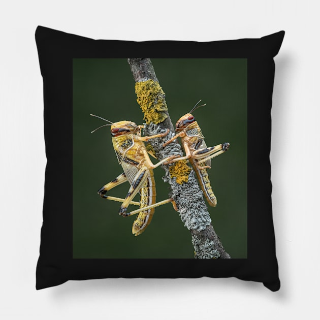 Desert Locusts Pillow by TonyNorth