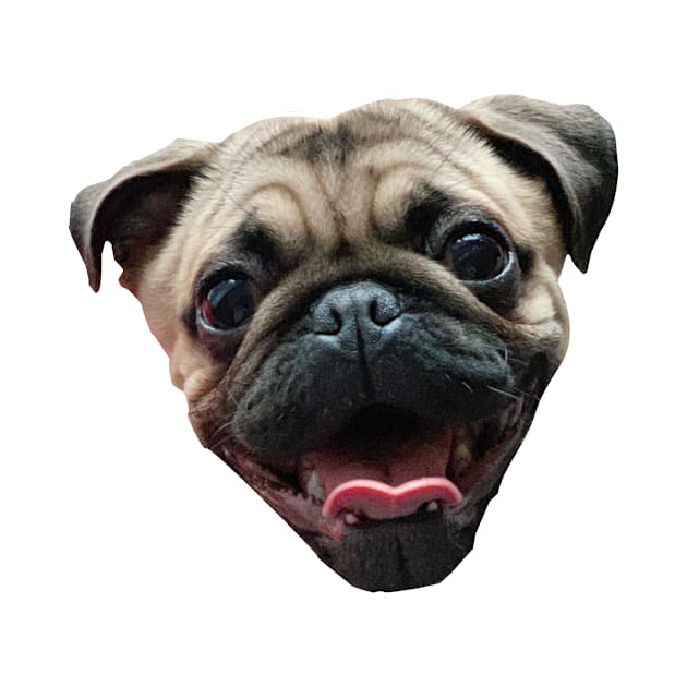 Laughing Pug Dog by Moka Meta