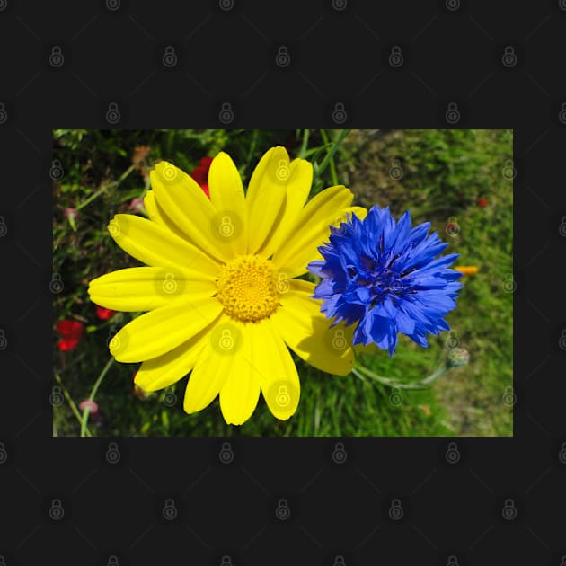 Cornflower and Corn Marigold by AH64D