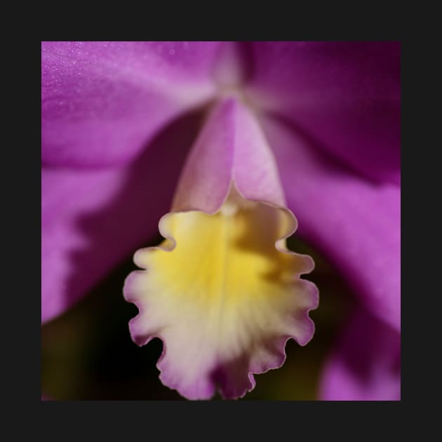 Purple & Lemon Orchid by Carole-Anne