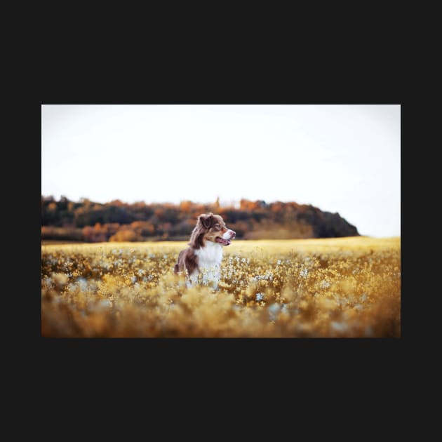 Dog in flower field by Matlasaya