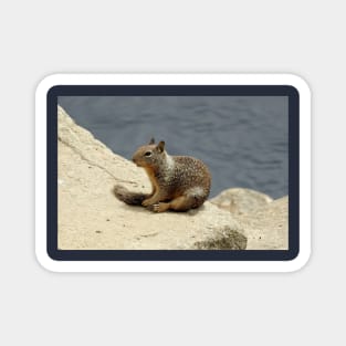 Squirrel, wildlife, gifts, animals, Squirrelly Happiness Magnet