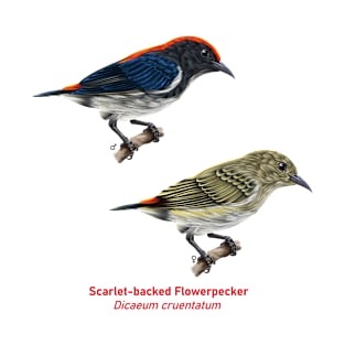 Scarlet-backed Flowerpecker | Dicaeum cruentatum ⚥ T-Shirt