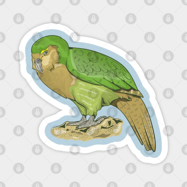 Kakapo Magnet by mailboxdisco