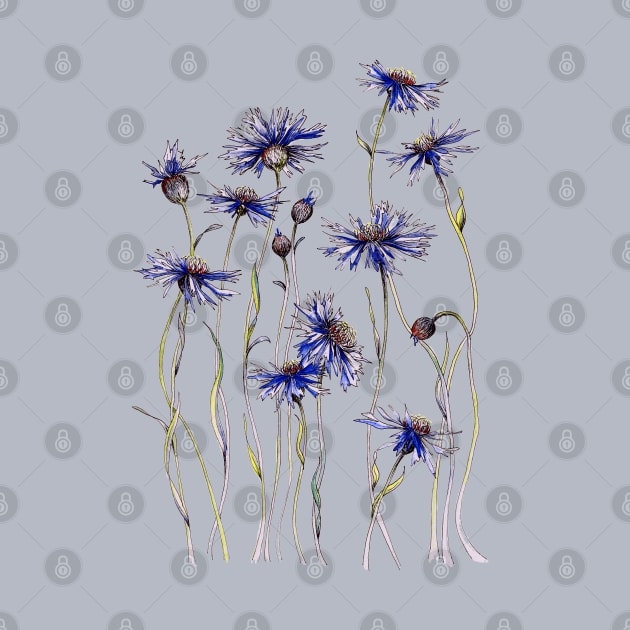 Blue Cornflowers, Illustration by JessicaRose