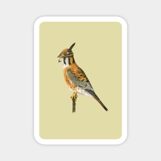 American kestrel Magnet