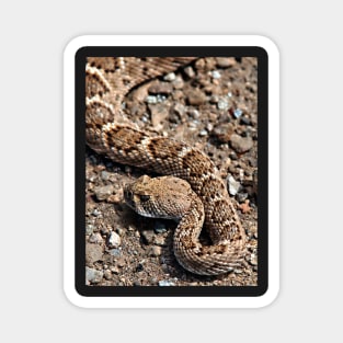 Rattlesnake near Joshua Tree entrance Magnet