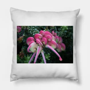 Grevillea Lanigera Pillow