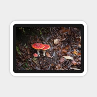 Fly Agaric Magnet